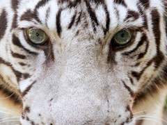 四方神 - 成人式(三)