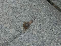 느리지만, 선명하게