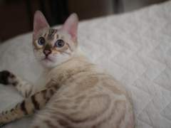 🪶Cinnamon Soil🪶