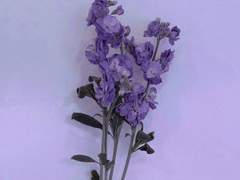 사라지는 물거품, 그리고 증발