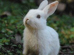 토끼 글 커미션 안내