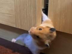 나페스 타로 맛집에서 좀비 상태로 몬스타엑스 형원 마주친 후기