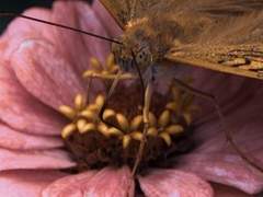 날개가 부러진 나비는 날갯짓하고