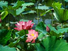 七. 面相喜怡(면상희이)(1)