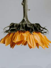 해바라기 뒤 고양이는 춤 추지 않는다