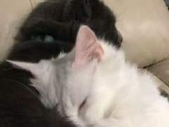 그니까고양인데아니에요.