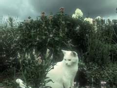 바이올렛 파도에게