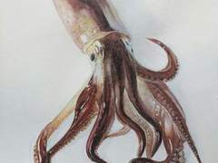 말하는 독징어 [1/3]