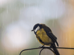 당신을 좋아했어요