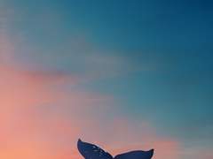 [마르코] 친애하는 나의 종말에게 (another)