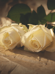 그 기사들이 사랑하는 방법