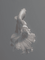 인어는 심장이 없다.