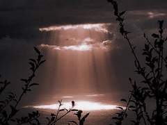 비어트리스 프로필