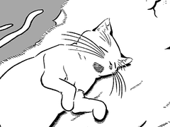 꼬리 짧은 고양이