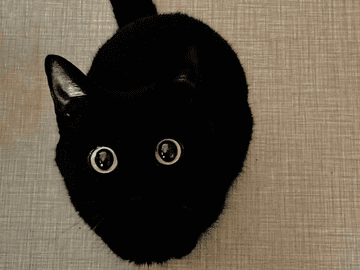 [단편] 어느 날 갑자기 고양이가 되었다.