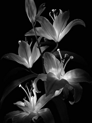 Black Lily