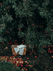 스타듀밸리 드림