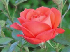 가비지타임 드림 / 장미꽃 7송이