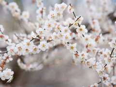 매화 꽃밭에 넘어진 듯 (clean ver.)