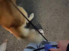 [랑구] 11월 5일 : 🌕