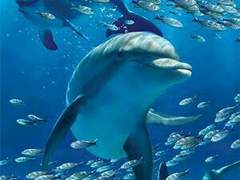 가라앉아도 결국