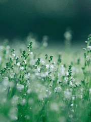 Come little children