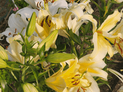 夢 / 지나간 여름을 안타까워마.