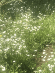 [원신 드림] This is a secret