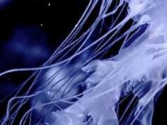 맘모님 캐디커미션