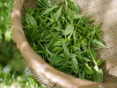 차를 시작하게 된 계기