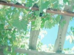 한여름밤의 꿀 上