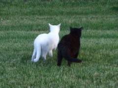 ⊹₊｡ꕤ˚₊⊹