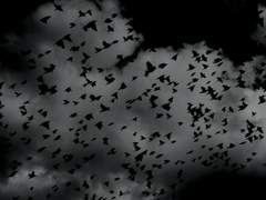 아타르 ?일 프로젝트