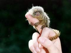 손가락 원숭이 넘나 재밌을 것 같잖아!!