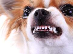 감나무 좀 지키지 마!