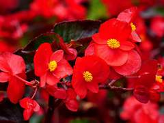 봄을 부르는 주문