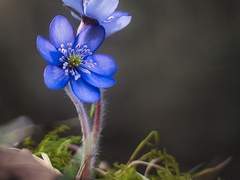 1월 5일: 노루귀