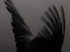 박제가 되어버린 천재를 아시오?