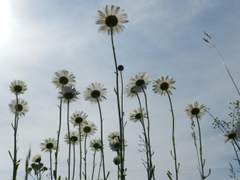 구름 사이 붉은 원환