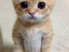 나냐냥!!!! 나냐냥!!!!(나 다시 돌아왔다냥)