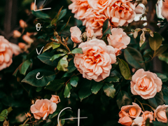 [레화로블/오스카엘렌] 들어가기 전에