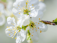 화산귀환 드림, 쌍둥이 여동생. 17화.