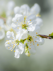 화산귀환 드림. 쌍둥이 여동생.