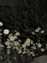 목화꽃 토막사건