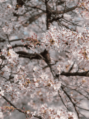 우연이냐, 필연이냐. 이율배반의 그 추세로