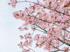 함께 걷는 길은 모두 꽃길이기를,