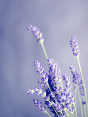 [리: 레볼루션] Re-revolution