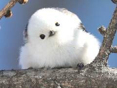 유사가족 낙서 백업