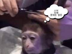 돼지가 프아짓 한썰 개인적인 팁 약간의 자극