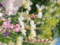 너와 헤어진 일주일